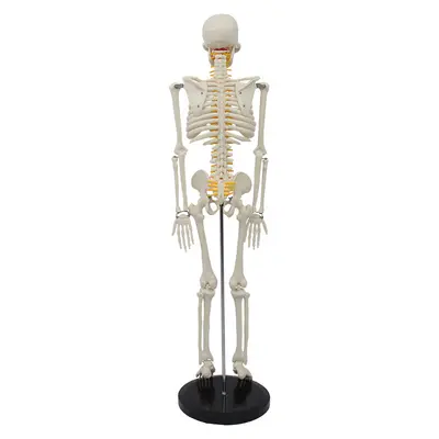 85 cm Human Spine and Full Body Skeleton Model Set, Teaching Aid - 8