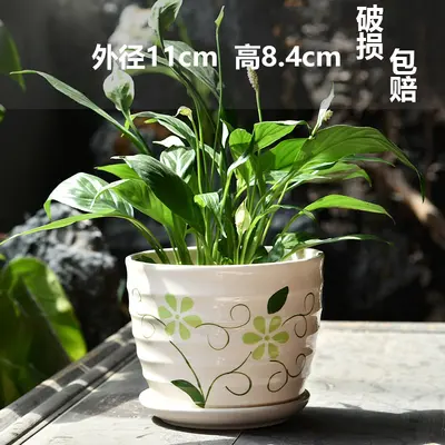 Ceramic Flower Pot, Large and Medium Sizes, White, for Phalaenopsis and Pothos - 9