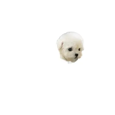 My Realistic Robot Puppy Plüschfigur, Roboter-Welpe mit kurzem Fell