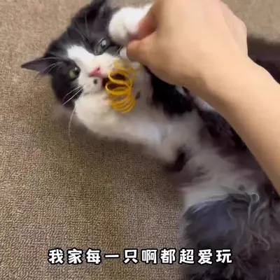 逗猫神器猫咪自嗨解闷玩具彩色塑料小弹簧逗猫棒幼猫逗猫用品耐咬 - 5