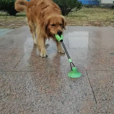 Vantuzlu top köpek oyuncağı, ısırmaya dayanıklı