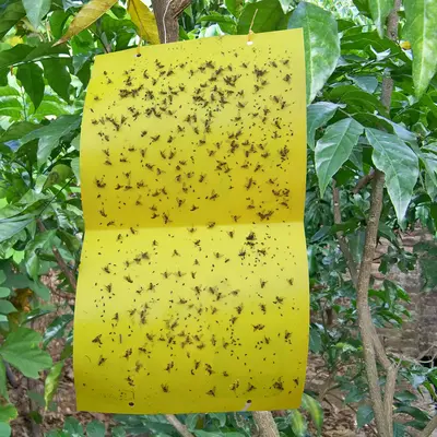 Sticky Fruit Fly Trap for Orchards and Vegetable Fields - 3