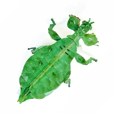 Acrylic 3D Insect Puzzle Model with Building Blocks