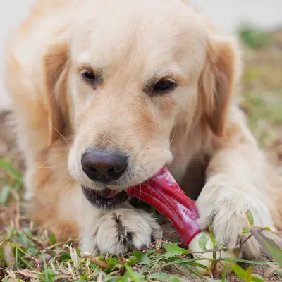 Bone-Shaped Dog Chew Toy, Teeth Cleaning Interactive Training Toy - 4