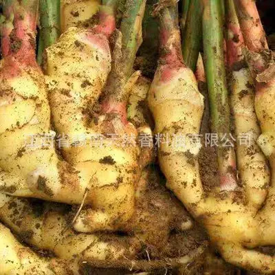 生姜精油蒸馏法提炼老姜油护发身体按摩泡澡泡脚厂家供应批发