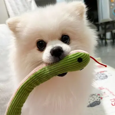 Yılan Oyuncak Taklit Kedi Oyun Aracı Kedi Kendi Kendine Eğlenme Yeni Model Taklit Evcil Hayvan Ürünleri Küçük Oyuncak Üretici Doğrudan Toptan Satış