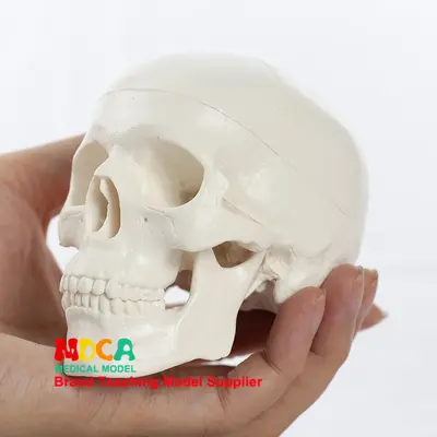 Mini-Schädelmodell, medizinisches Anatomie-Lehrmodell, MTG001