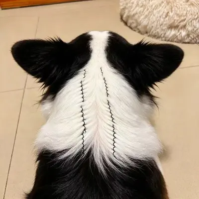 Köpekler için tüy ayırma klipsi, ilaç uygulamasını kolaylaştırır