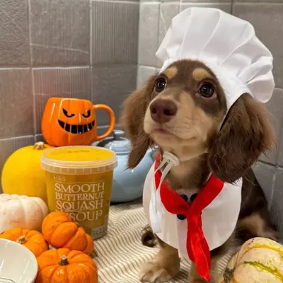 Evcil Kedi ve Köpek Aşçı Şapkası, Cosplay Kostüm, Küçük Irk Fotoğraf Aksesuarı