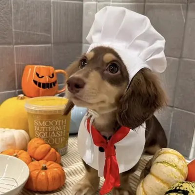 Evcil Kedi ve Köpek Aşçı Şapkası, Cosplay Kostüm, Küçük Irk Fotoğraf Aksesuarı