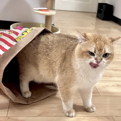 Cat Toy, Kraft Paper Bag, Hide and Seek