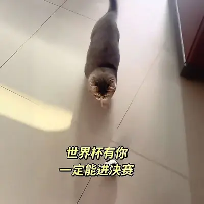 Kedi Futbol Topu, Elastik ve Eğitici Oyuncak - 6