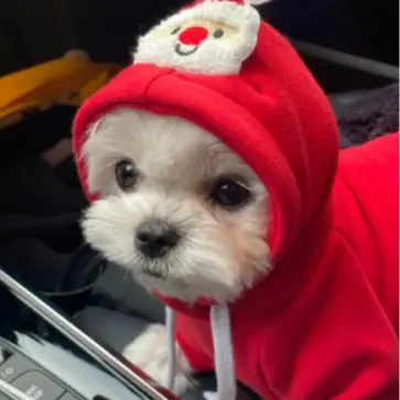 Haustier Hunde Katzen Pullover Herbst und Winter Neue Teddy French Bulldog Mittelgroße Hunde Weihnachten Katzenzubehör Kleidung