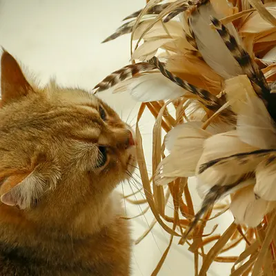 Natural Feather Cat Teaser Wand with Long Raffia Tassel Stick - 4