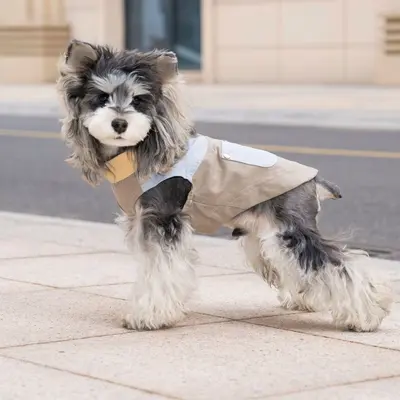 Hunde- und Katzenjacke, waschbar, Frühling und Sommer