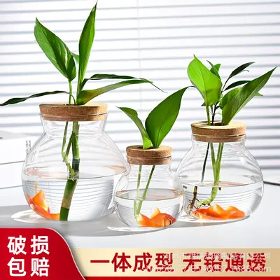 High Borosilicate Glass Hydroponic Plant Bottle, Desktop Vase and Betta Tank - 2
