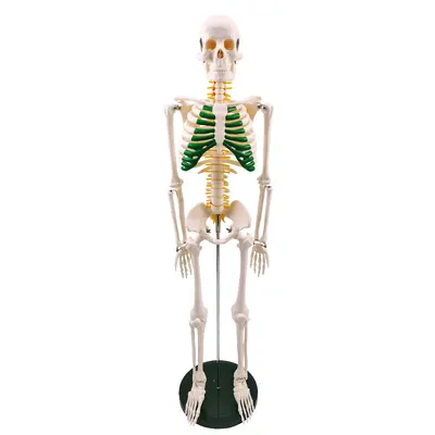 85 cm Human Spine and Full Body Skeleton Model Set, Teaching Aid - 13