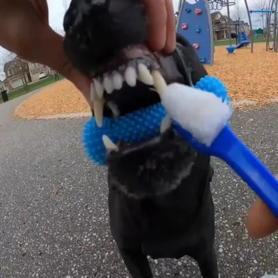 Dog Toy, Chew-Resistant Rubber Teeth Cleaning Ball
