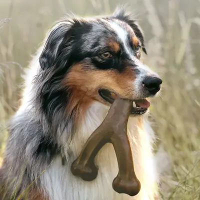 Durable Dog Chew Stick for Teeth Cleaning, for Aggressive Chewers
