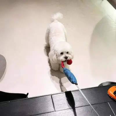 Dog Tug Toy with Suction Cup, Chew-Resistant, Medium and Large Dogs - 3