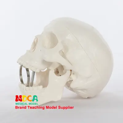 Mini-Schädelmodell, medizinisches Anatomie-Lehrmodell, MTG001