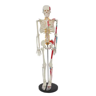 85 cm Human Spine and Full Body Skeleton Model Set, Teaching Aid - 10