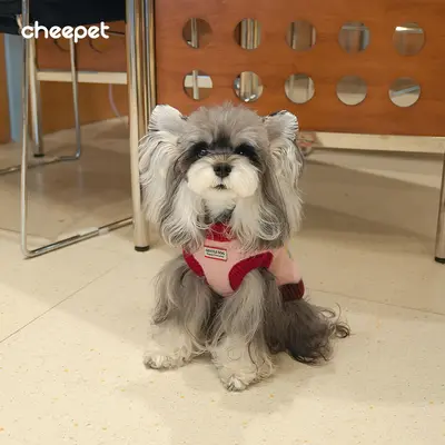 Pomeranian Köpek Kazağı, Kolsuz Örme, Sonbahar Kış