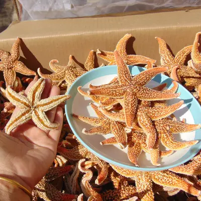 Kurutulmuş Küçük Beşgen Denizyıldızı, Çorba ve Lapa İçin, Ticari Kullanım