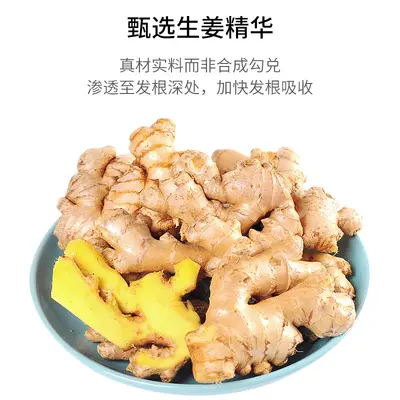 Ginger Smoothing Hair Care Shampoo - 5