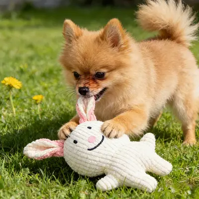 Squeaky Dog Toy, Pet Fun Toy, Cute Design - 3