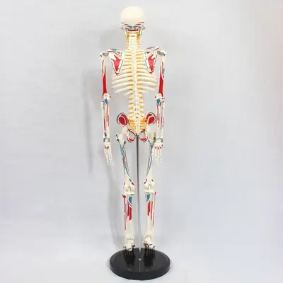 85CM Spinal Nerve Intervertebral Disc Skeleton Model Set Full Body Skeleton Human Bone Teaching Demonstration Anatomical Teaching Aid