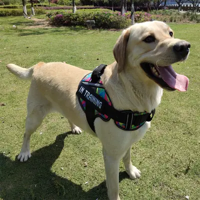 Dog Harness Vest Style Leash for Large, Medium and Small Dogs