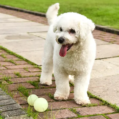 Meianju Luminous Pet Toy Ball High Elasticity Bite-Resistant - 3