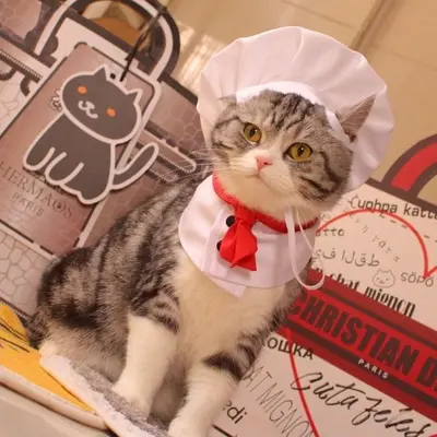 Chef Hat Costume for Pet Cats and Small Dogs, Cosplay Dress-Up Accessory - 7