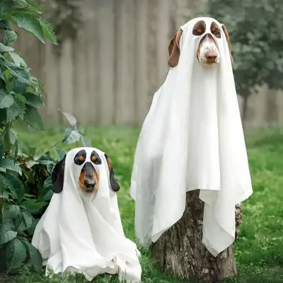 Halloween köpek hayalet kostümü, pelerin ve cadı şapkası - 9