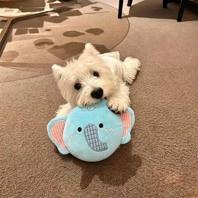 Squeaky Dog Frisbee Toy, Durable Chew and Training Toy - 2