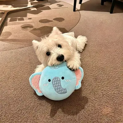 Dog Toy Spiky Ball Squeaky Teeth Cleaning Chew Toy - 12