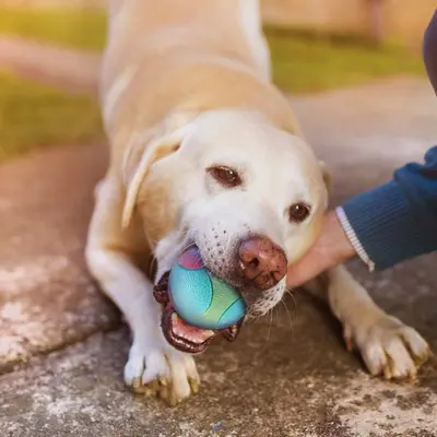 Bite-Resistant Teething Toy Ball for Dogs - 5