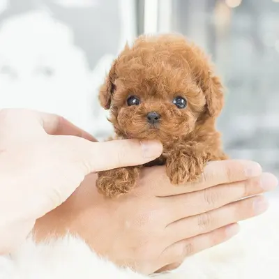 My Realistic Robot Puppy Plüschfigur, Roboter-Welpe mit kurzem Fell