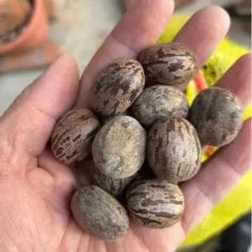 Rubber Fruit Seeds, Bird Egg Fruit and Bodhi Flower Cardamom for Handmade Wind Chimes
