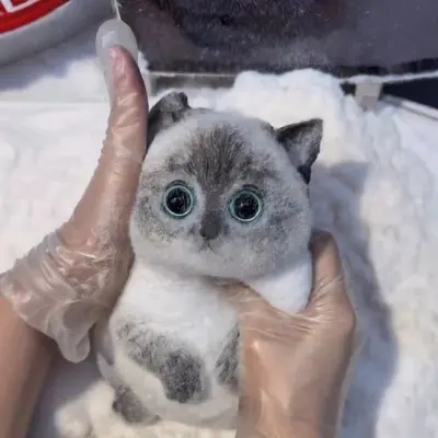Hand-Painted Giant Chubby Cat Squishy Stress Relief Toy, DIY
