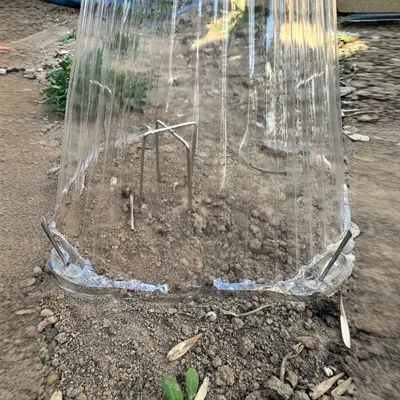 U-Shaped Plant Cover Pins with Transparent Caps