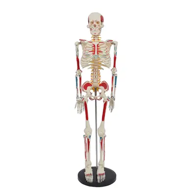 85 cm Human Spine and Full Body Skeleton Model Set, Teaching Aid - 11