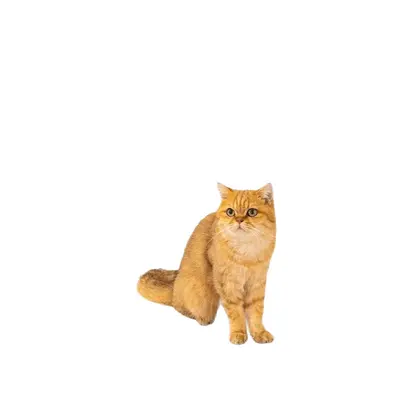 Long Handle Feather Cat Teaser Wand, Durable - 5