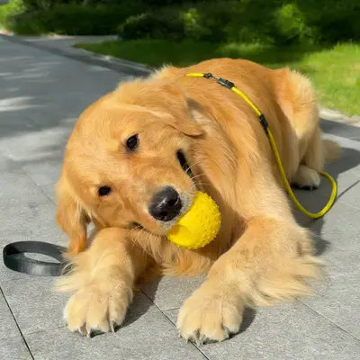 EVA Dog Training Ball, Bite-Resistant and Easy to Clean, Small and Large Dogs - 3