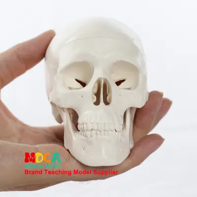 Mini-Schädelmodell, medizinisches Anatomie-Lehrmodell, MTG001