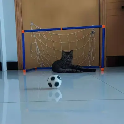 Kedi Futbol Topu, Elastik ve Eğitici Oyuncak - 5