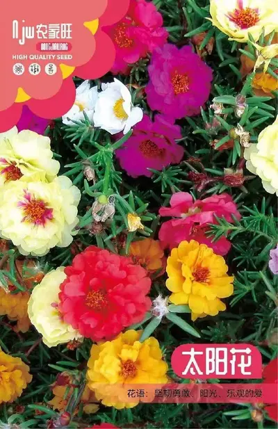 Mixed Flower Seed Set, 9 Varieties Including Cosmos, Sunflower and Lotus - 7