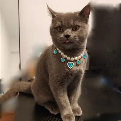亚马逊仿珍珠桃心宠物项链项圈猫咪狗狗公主风轻奢项链饰品