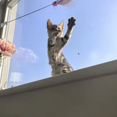 Tüylü ve çanlı interaktif kedi oltası, yeni model
